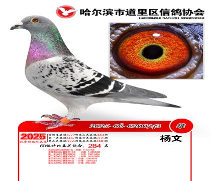 道里五关鸽王60组284名