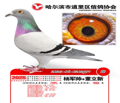 道里五关鸽王60组285名(200组188名)