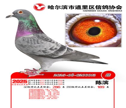 道里五关鸽王60组286名(200组189名)