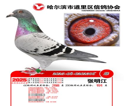 道里五关鸽王60组288名(200组191名)