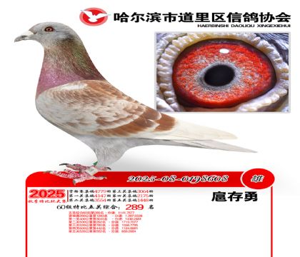 道里五关鸽王60组289名