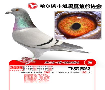 道里五关鸽王60组290名(200组192名)