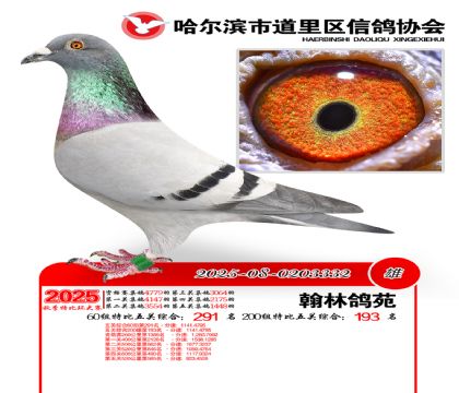 道里五关鸽王60组291名(200组193名)
