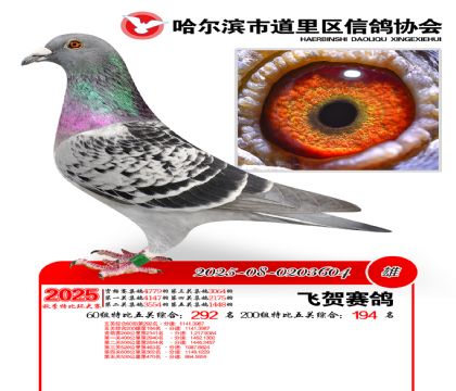 道里五关鸽王60组292名(200组194名)