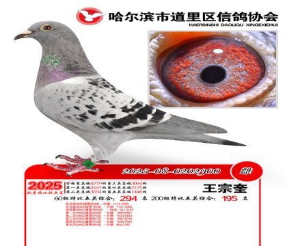 道里五关鸽王60组294名(200组195名)