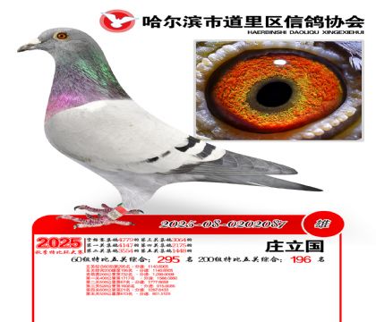 道里五关鸽王60组295名(200组196名)
