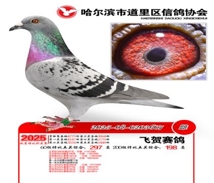 道里五关鸽王60组297名(200组198名)