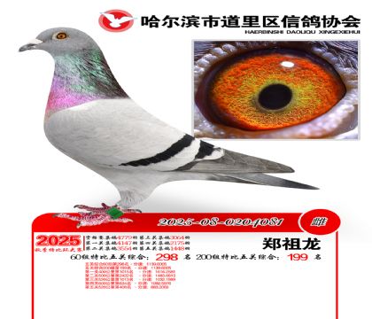 道里五关鸽王60组298名(200组199名)