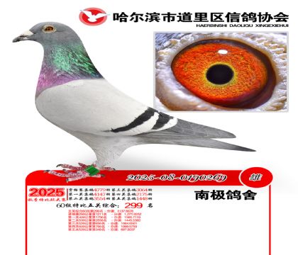 道里五关鸽王60组299名