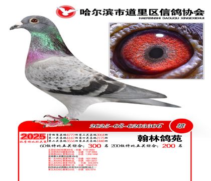 道里五关鸽王60组300名(200组200名)