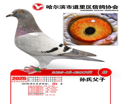 道里五关鸽王200组89名