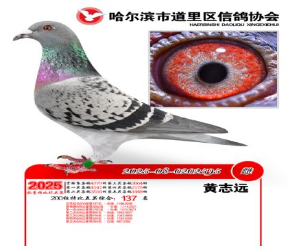 道里五关鸽王200组137名