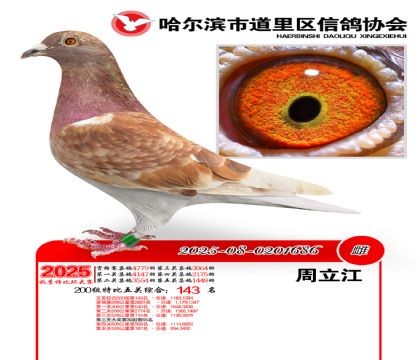 道里五关鸽王200组143名