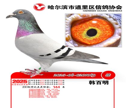 道里五关鸽王200组144名