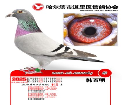 道里五关鸽王200组145名