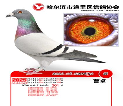 道里五关鸽王200组201名