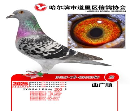 道里五关鸽王200组202名