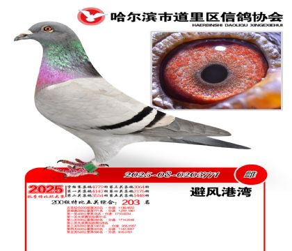 道里五关鸽王200组203名