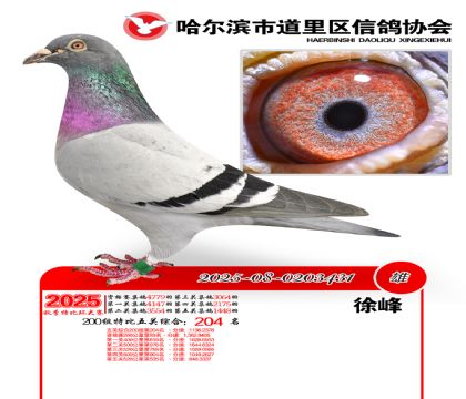 道里五关鸽王200组204名