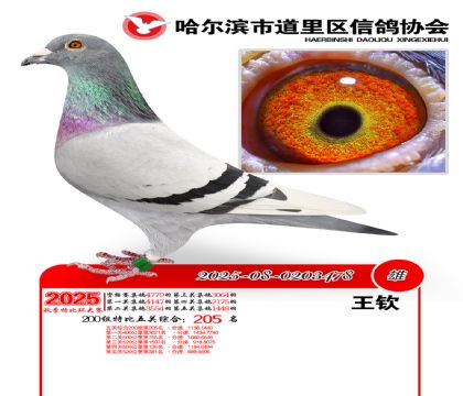 道里五关鸽王200组205名