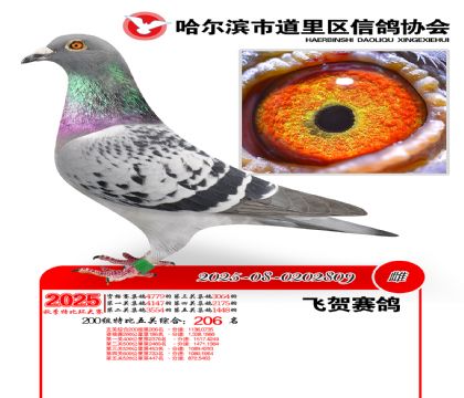 道里五关鸽王200组206名
