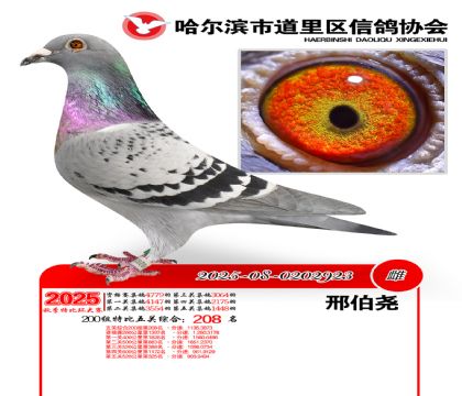 道里五关鸽王200组208名