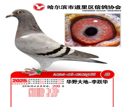 道里五关鸽王200组209名