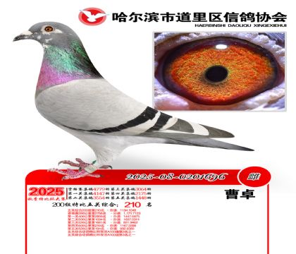 道里五关鸽王200组210名