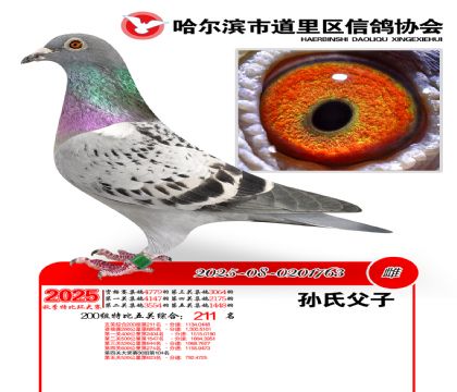 道里五关鸽王200组211名