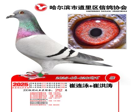 道里五关鸽王200组212名