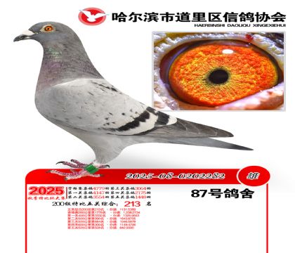 道里五关鸽王200组213名