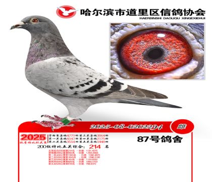 道里五关鸽王200组214名