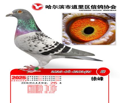 道里五关鸽王200组215名