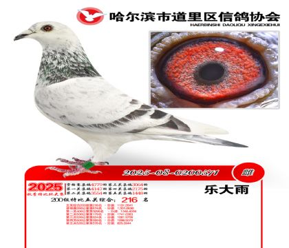 道里五关鸽王200组216名