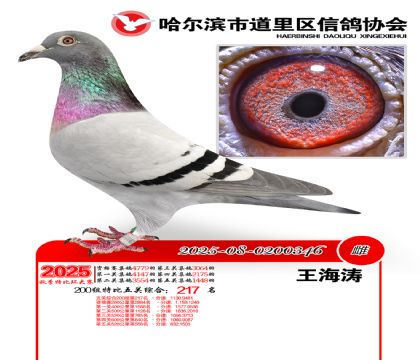 道里五关鸽王200组217名