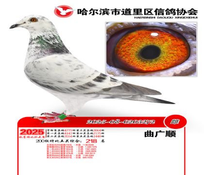 道里五关鸽王200组218名