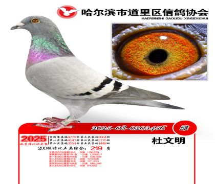 道里五关鸽王200组219名