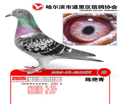 道里五关鸽王200组220名