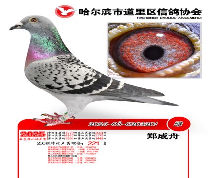 道里五关鸽王200组221名