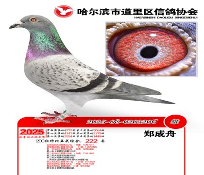 道里五关鸽王200组222名