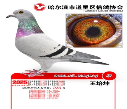 道里五关鸽王200组223名
