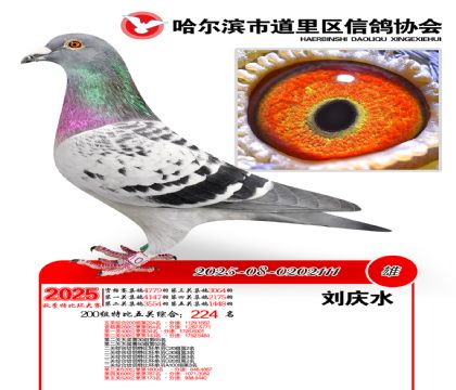 道里五关鸽王200组224名