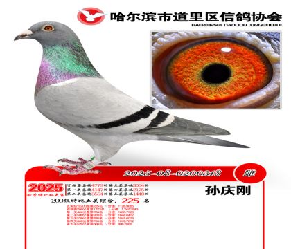 道里五关鸽王200组225名
