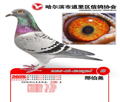 道里五关鸽王200组226名