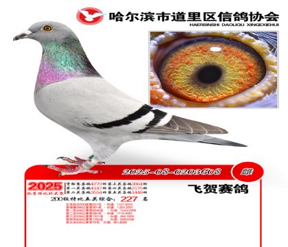 道里五关鸽王200组227名