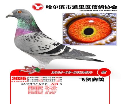 道里五关鸽王200组228名