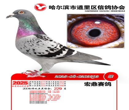 道里五关鸽王200组229名