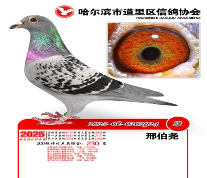 道里五关鸽王200组230名