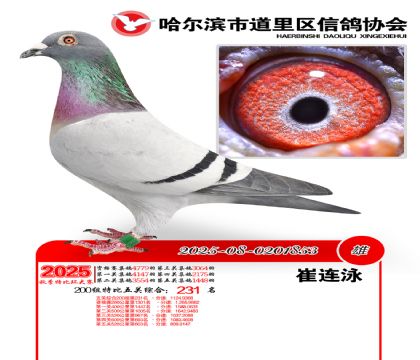 道里五关鸽王200组231名
