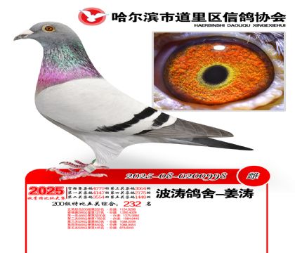 道里五关鸽王200组232名